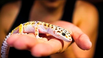 Leopard Geckos, Breeding & Pricing (Part 2 of 4)