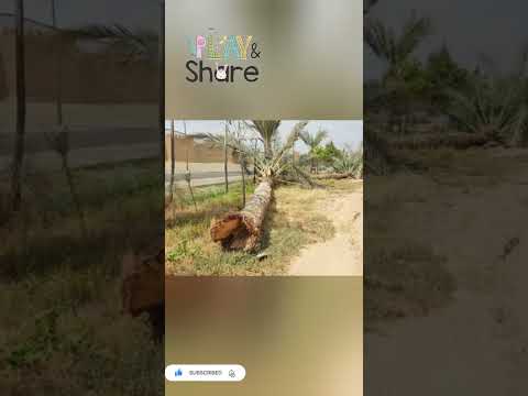 تفسير رؤيه النخله في المنام لإبن سيرين 