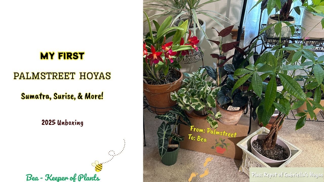 𝑴𝒀 𝑭𝑰𝑹𝑺𝑻 𝑷𝒂𝒍𝒎𝒔𝒕𝒓𝒆𝒆𝒕 𝑯𝒐𝒚𝒂𝒔 🌸  𝑭𝒊𝒓𝒔𝒕 𝑰𝒎𝒑𝒓𝒆𝒔𝒔𝒊𝒐𝒏𝒔 + 𝑹𝒆𝒑𝒐𝒕𝒕𝒊𝒏𝒈 𝑮𝒂𝒃𝒓𝒊𝒆𝒍𝒍𝒂 𝑯𝒐𝒚𝒂𝒔🌿