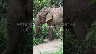 Sanctuary Vs. Ethical Sanctuary Whats The Difference?