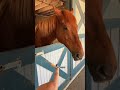 So many cool horse breeds! #Horses #thoroughbred #warmblood
