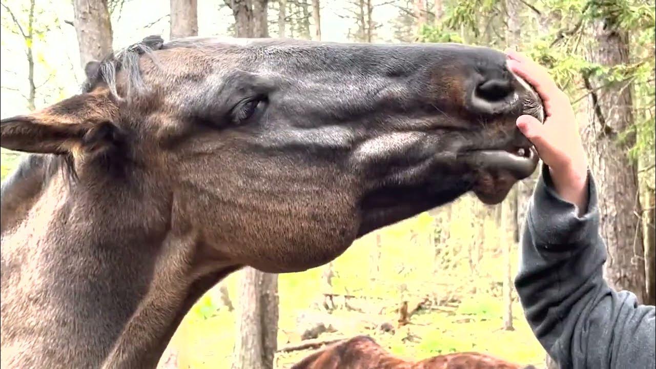Режиссерская версия Конь бьёт дерево, пердит на собаку и убегает - YouTube