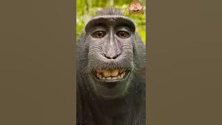 Gigil na Unggoy 🐵 😅#monkey #shorts