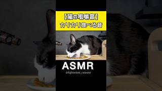 【ASMR】猫がカリカリ食べる音が気持ち良すぎる✨【咀嚼音】