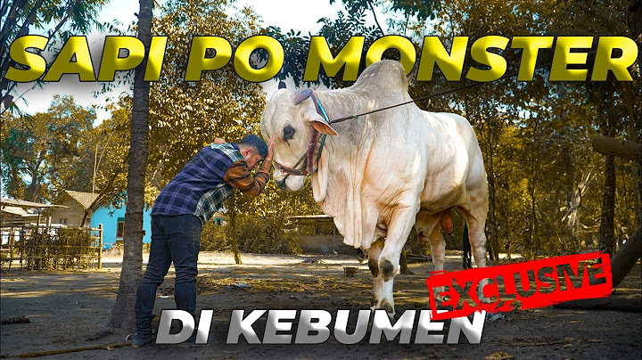 PERTAMA KALI HUNTING SAPI MONSTER..!! GUE BARU LIAT SAPI PO SETINGGI INI..!