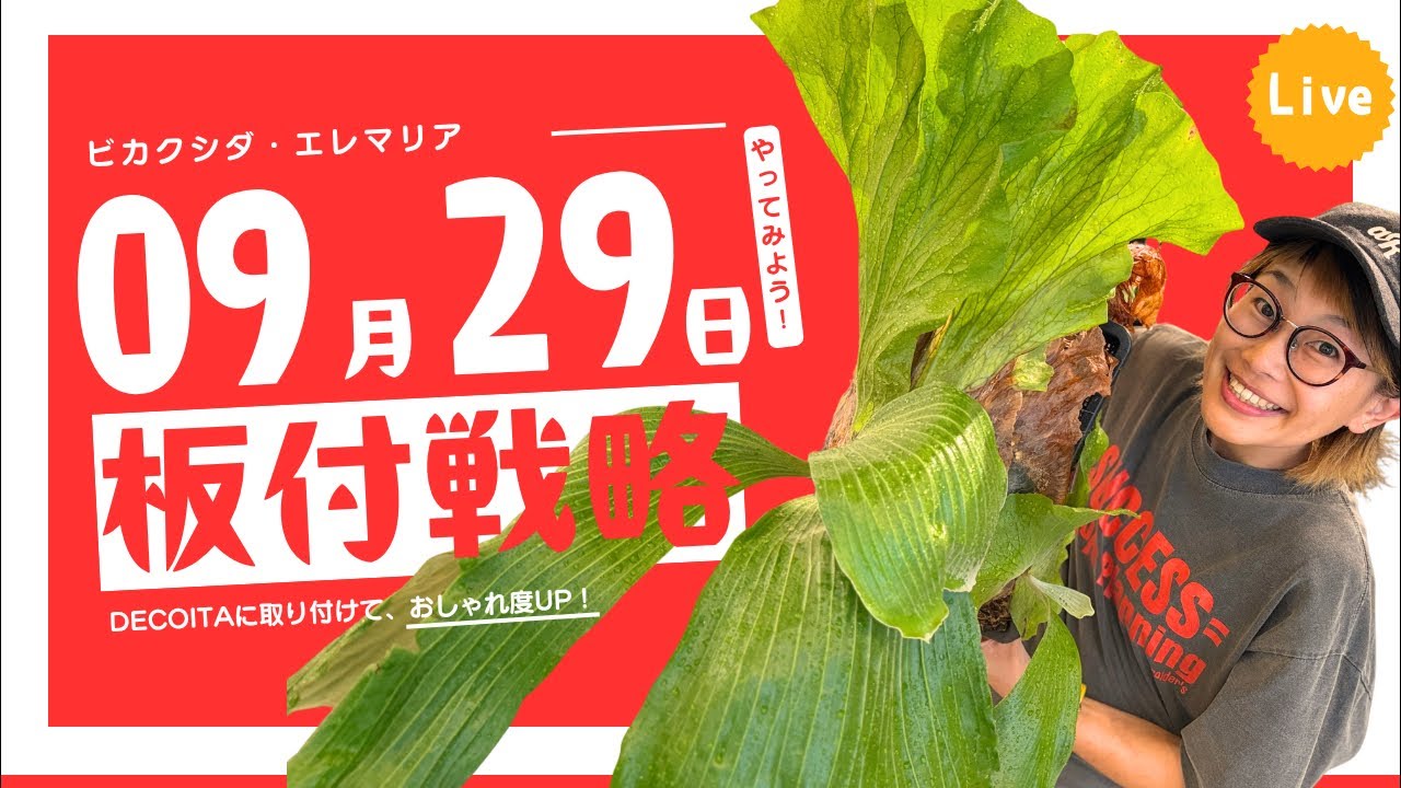 問い合わせ多数　早い者勝ち　ビカクシダ バクテリア 株分け　OC 花森さん9月29日ビカクシダ株分け LIVE🐋植物相談会🦆 - YouTube