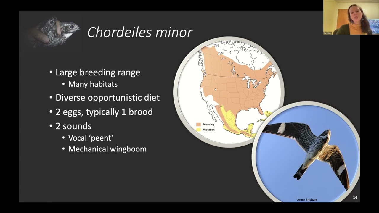 Shining a Light on Common Nighthawk Conservation - Dr. Elly Night