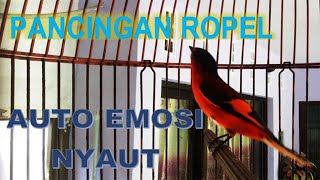 Download Lagu PANCINGAN MANTENAN GUNUNG MALAS MACET BISU PASTI LANGSUNG NYAUT DENGAR SUARA NYA NGEPLONG MP3