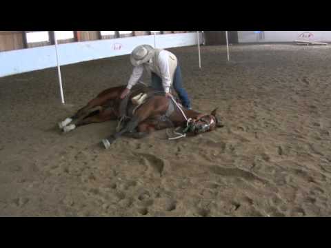 how to teach your to lay clip hay how to teach a to lay naturally without ropes tutorial how to teach your to lay clip hay how to teach a to lay naturally without ropes tutorial