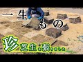 【新品種】お手入れ不要!?スーパー天然芝を育てます