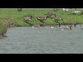 VERIFY: Yes, communities can legally exterminate their goose populations