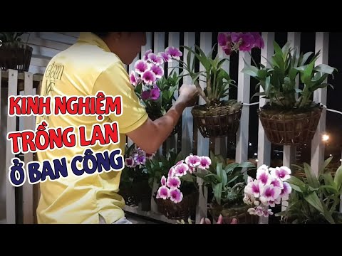 Trồng Lan Trên Ban Công Kinh Nghiệm Thành Công và Thất Bại Mà Bạn Cần Biết | #MêLanTV | Foci