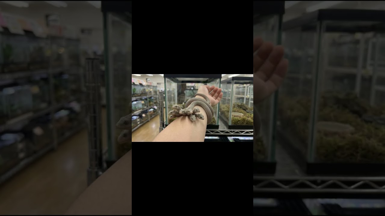 ドラゴンペットショップへ行ってみた