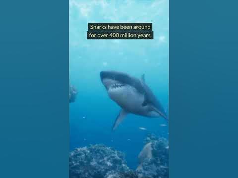 How Long Have Sharks Been On Earth? #shorts #sharks #shortsfeed #viral