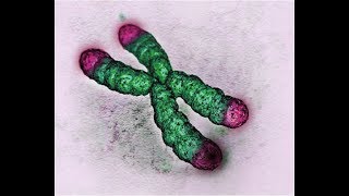 You Cannot Live Without This Enzyme - Telomerase (1080 p)