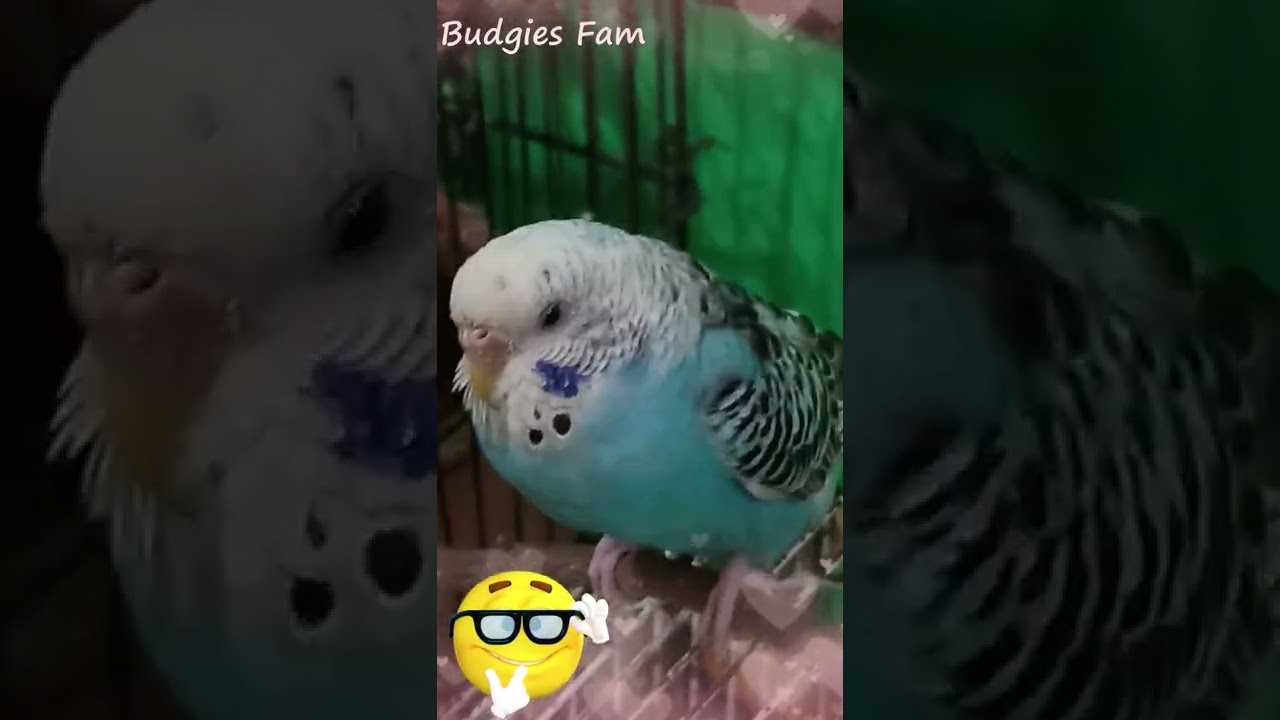 Cute grogeous fluffy budgie blu sitting and relaxing 😎😁💞💕🐦🐦#youtubeshorts #shorts