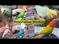 Pale fallow pairings  opaline pale fallow  hwi aviary