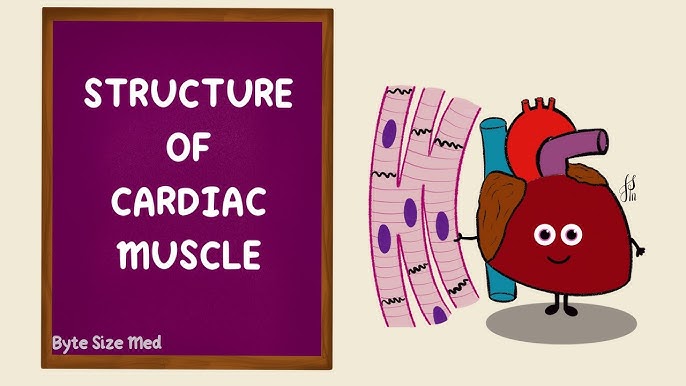 Skeletal Muscle Structure - Wize University Physiology Textbook