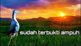 suara pikat ruak ruak menangis ampuh mengundang ruak' liar