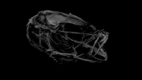 Cobia Micro-CT "Flythrough" - S. Bignami et al.