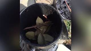 Varova Varoa Yla Mücadele Defne Yaprağı