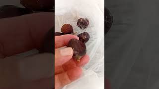 Kestaneleri Çimlendirdim 2Gün Suda Beklettim Sonra Poşete Koyup Buzdolabında Beklettim