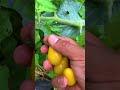 All kinds of tomatoes in a backyard garden