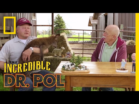 wallaby-good---season-4,-episode-8-|-coffee-break-with-dr.-pol