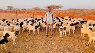 Mashruuc xoolo oo guuleystay 🐑🐑 intensive sheep farm
