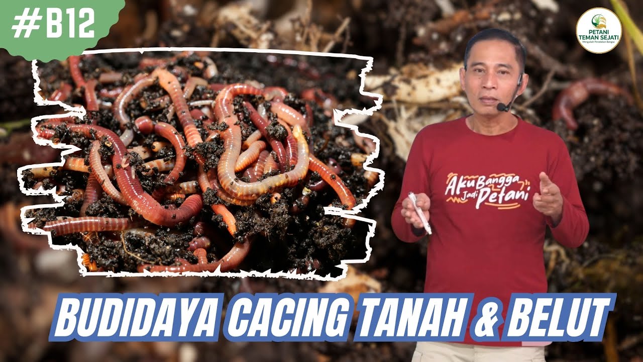 Budidaya Cacing Tanah dan Belut