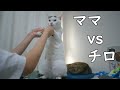 ママの仕事の邪魔をするトビキジ猫チロちゃんの謎のアピール