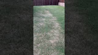 How To Manage Heat Stress In North Texas Lawns