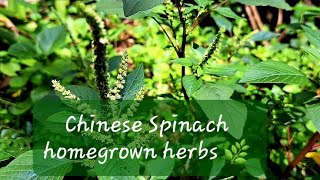 #Amaranthus_viridis || A homegrown Chinese herb #Chinese_Spinach