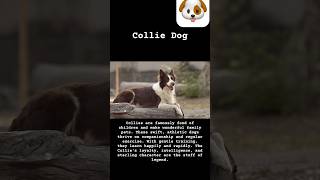 The koolie dog  #kooliedog #kooliedogbreed #australiankooliedog #kooliedogand #colliedog