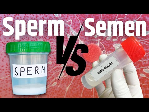 MALE FERTILITY How Is Sperm Different From Semen