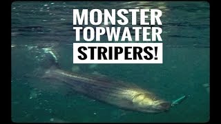 HUGE Cape Cod Canal Striper Topwater Compilation!