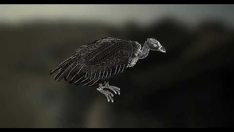Vulture 3D Model showreel by Milton Ray