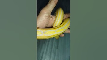 Albino Purple GoldenChild #retic