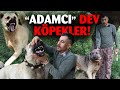 Adamci kpekler  anadolu oban kpe  kennel  kangal