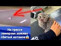 Котенка СБИЛА машина, потом мы нашли второго. УДАЛОСЬ ЛИ НАМ ИХ СПАСТИ😭