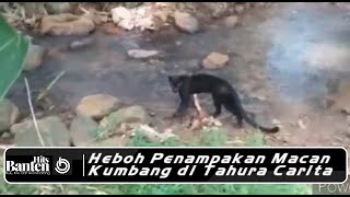 Heboh Penampakan Macan Kumbang di Tahura Carita