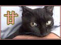 子猫が生後３か月でますます甘えん坊に♪ / A kitten that becomes more and more spoiled after 3 months of age【保護猫ロコの日常】