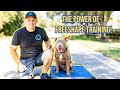 Pitbull dog training  how to free shape train place  stay command