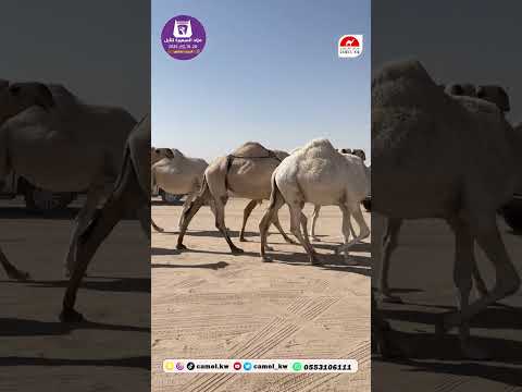 الرسالة 17 مشاركة الإبل في مزاد السعيرة الأول للإبل تعكس فخر الملاك وتميز السلالات الأصيلة