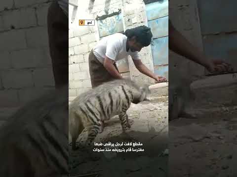يمني يراقص ضبعا ويثير إعجابا لترويضه حيوانا مفترسا