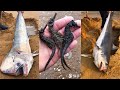 Catching seafood  deep sea fish   jiji 49