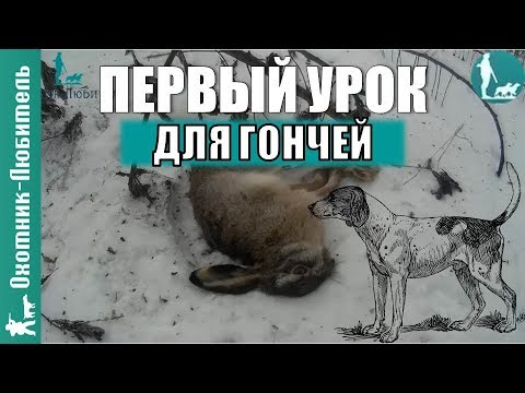 Первый урок для гончей на охоте. Какой он? Охотник-Любитель