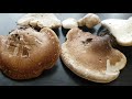 Трутовик березовый.Полезные свойства и применение. BIrkenporling.Piptoporus betulinus.317