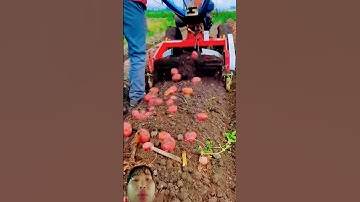 cách Trung Quốc sử dụng máy thu hoạch Củ Khoai Lang tròn số lượng nhiều họ trồng