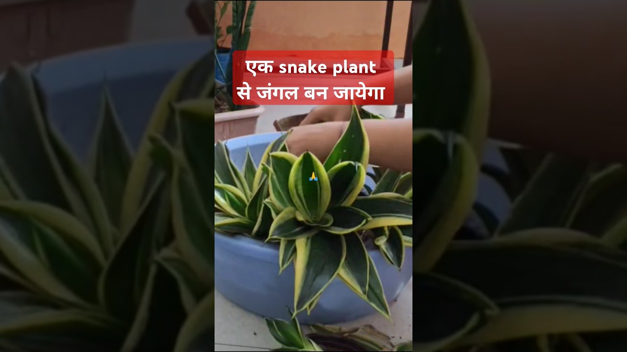multiply snake plant 